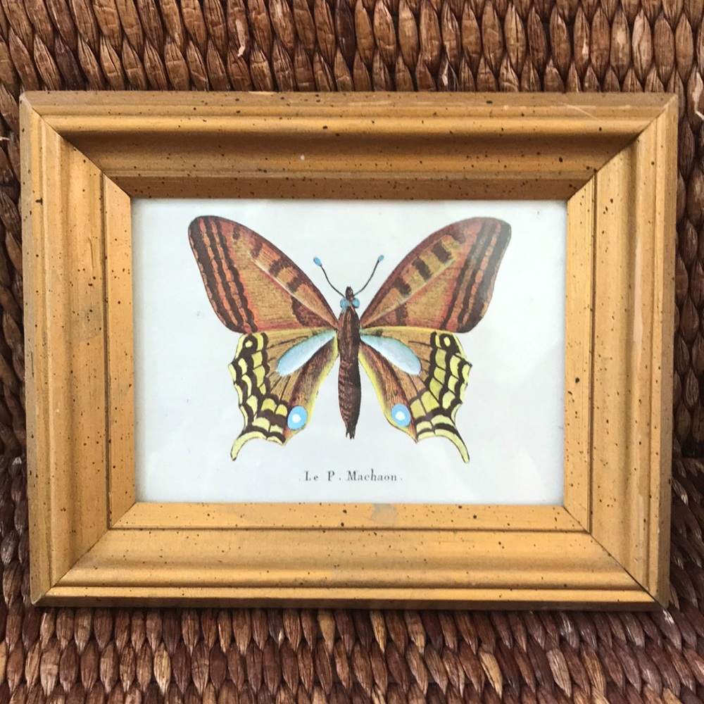 Butterfly Print